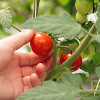 Fresh Tomato Savory Jam (5.4oz)